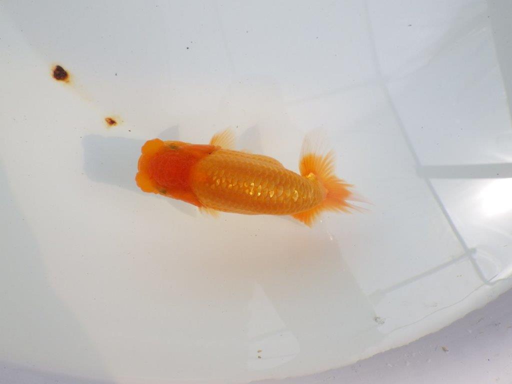 【 鉄板！！】尾型も良く、背も綺麗ならんちゅう　東大関系統　約12,5㎝  オス？の上身