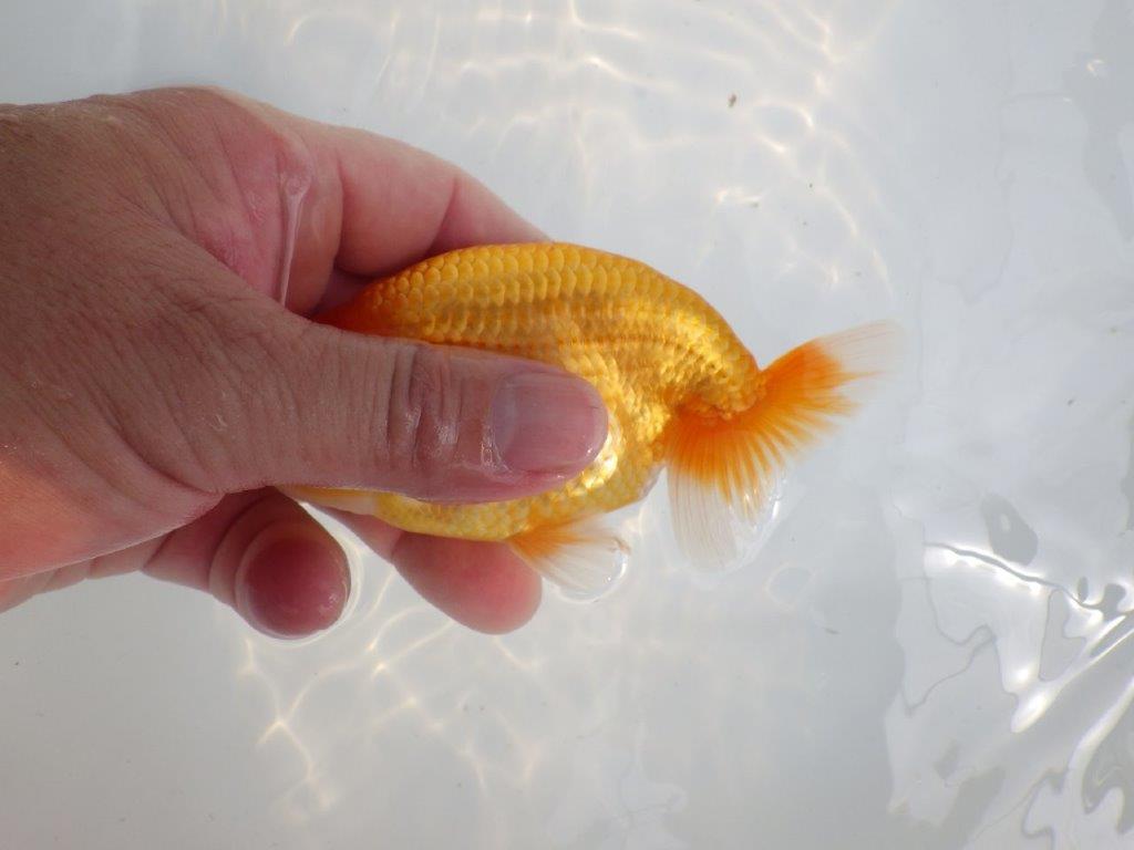 【 鉄板！！】尾型も良く、背も綺麗ならんちゅう　東大関系統　約12,5㎝  オス？