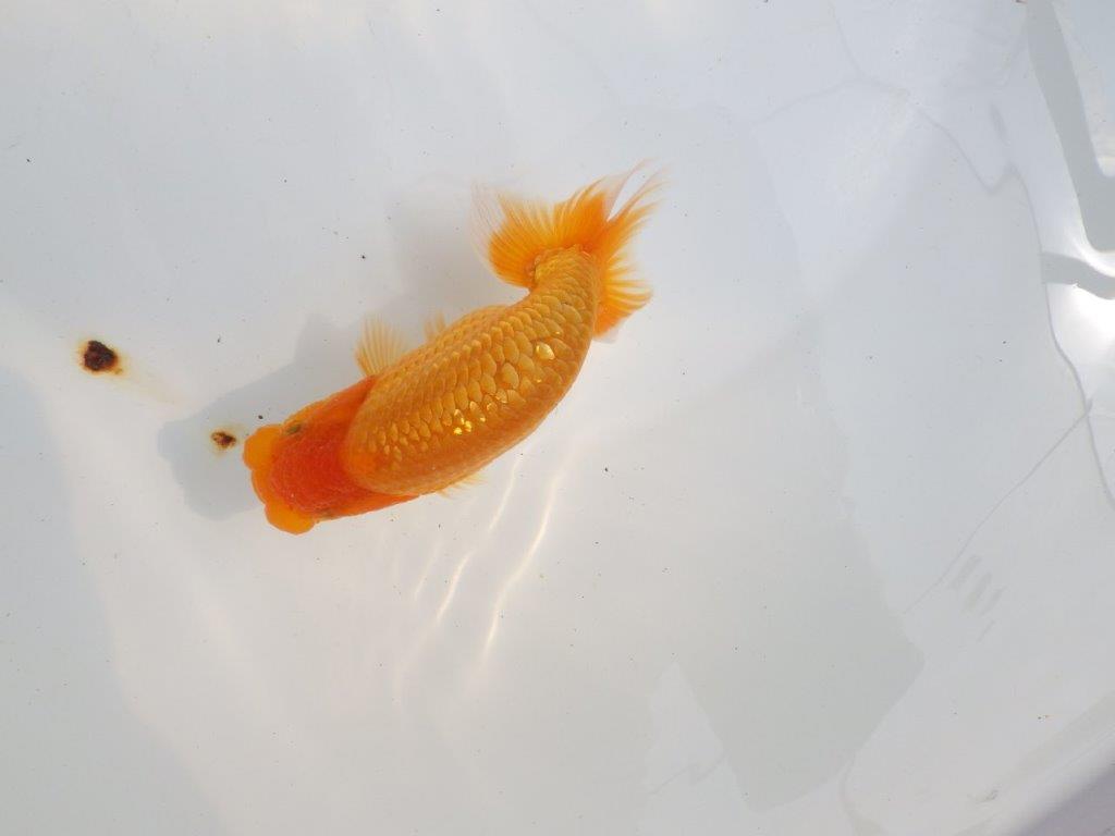 【 鉄板！！】尾型も良く、背も綺麗ならんちゅう　東大関系統　約12,5㎝  オス？