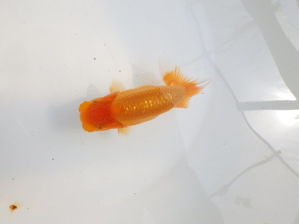 【 鉄板！！】尾型も良く、背も綺麗ならんちゅう　東大関系統　約12,5㎝  オス？
