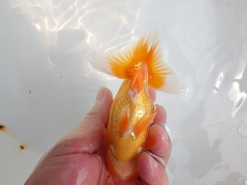 【 鉄板！！】尾型も良く、背も綺麗ならんちゅう　東大関系統　約12,5㎝  オス？