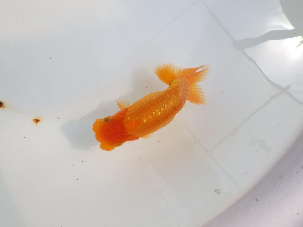 【 鉄板！！】素晴らしいフンタン種にもお勧めならんちゅう　東大関系統　約13㎝  メス？