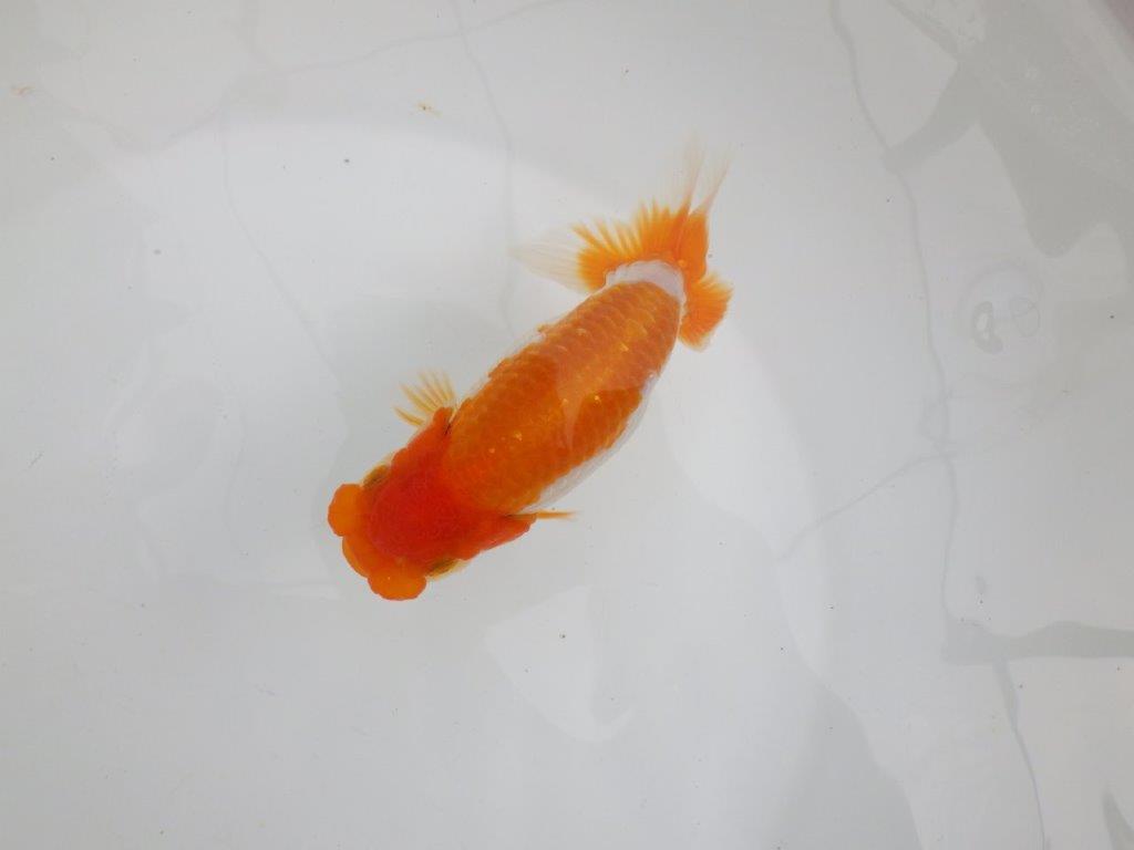 【 鉄板！！】飼い込みお勧めらんちゅう　東大関系統　約13,5㎝  メス？