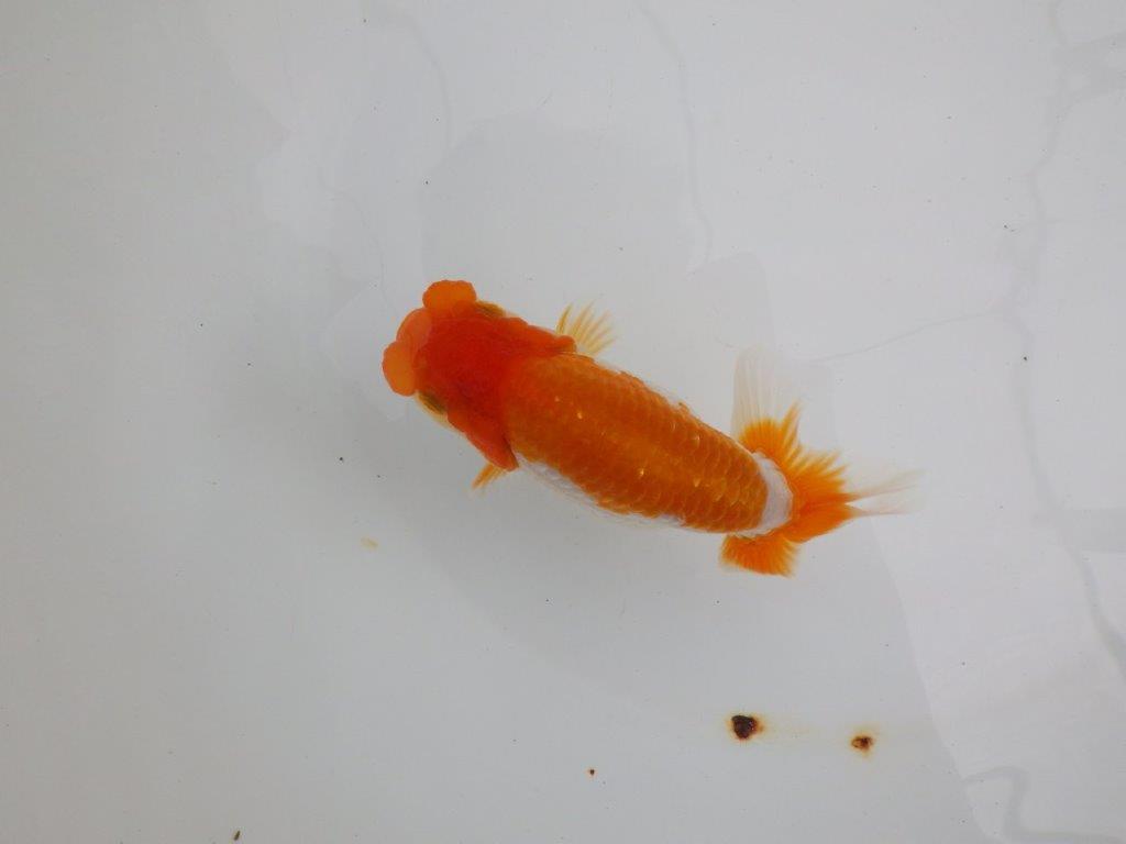 【 鉄板！！】飼い込みお勧めらんちゅう　東大関系統　約13,5㎝  メス？