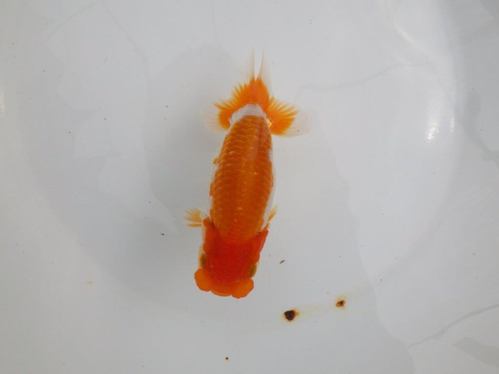 【 鉄板！！】飼い込みお勧めらんちゅう　東大関系統　約13,5㎝  メス？
