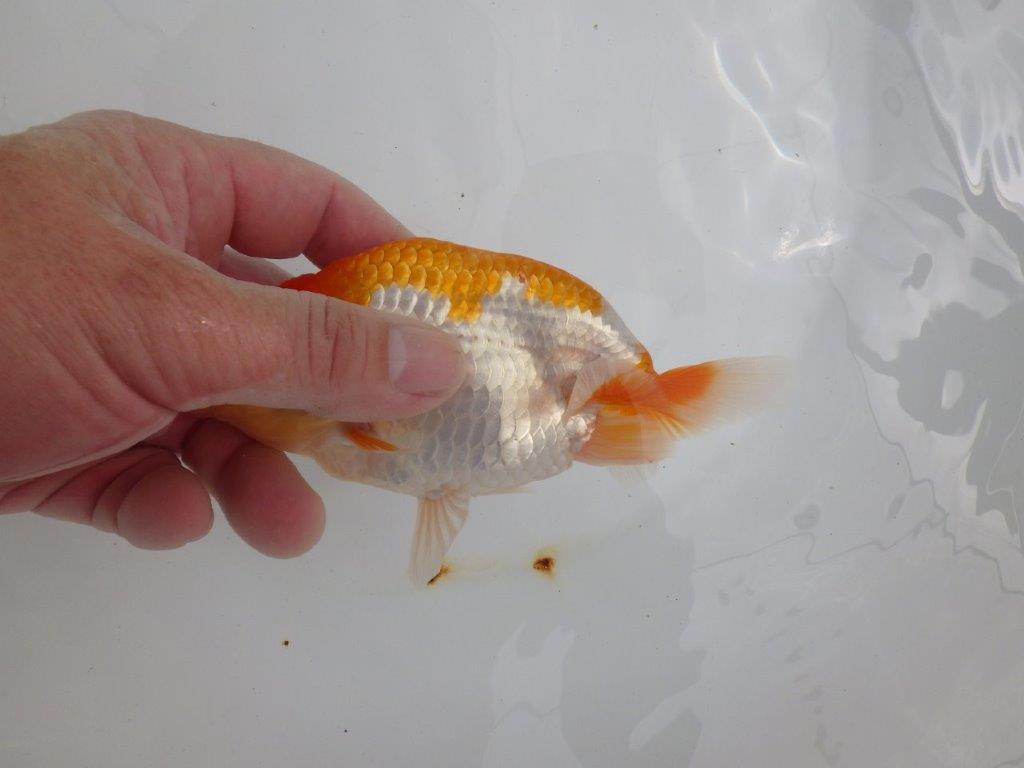 【 鉄板！！】飼い込みお勧めらんちゅう　東大関系統　約13,5㎝  メス？
