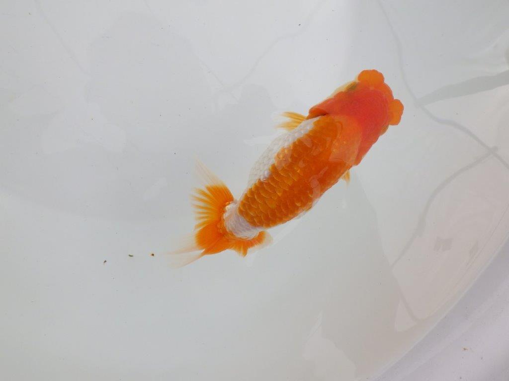 【 鉄板！！】飼い込みお勧めらんちゅう　東大関系統　約13,5㎝  メス？の上身