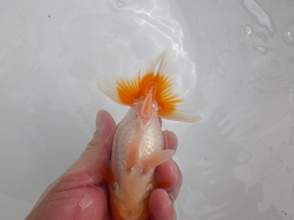 【 鉄板！！】飼い込みお勧めらんちゅう　東大関系統　約13,5㎝  メス？