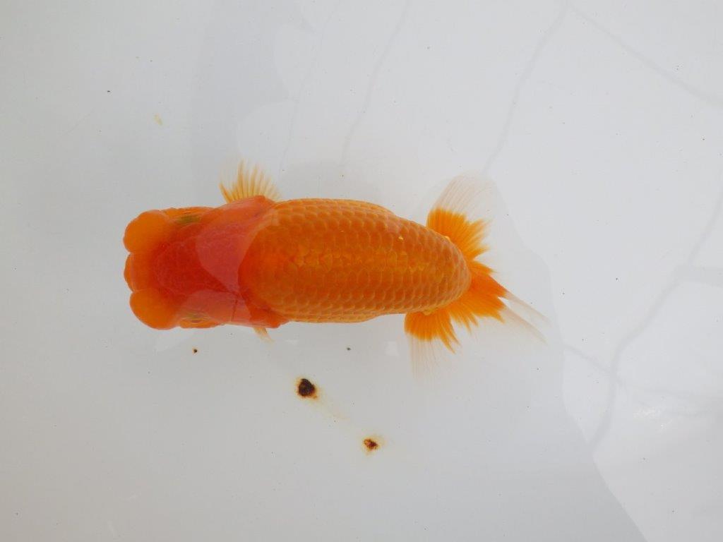 【 鉄板！！】太くたくましいらんちゅう　親まで飼い込みお勧め　東大関系統　約15㎝  メス？