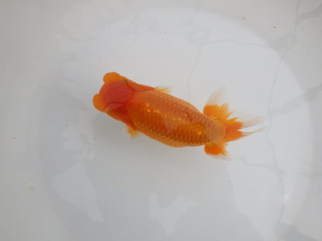 【 鉄板！！】太くたくましいらんちゅう　親まで飼い込みお勧め　東大関系統　約15㎝  メス？