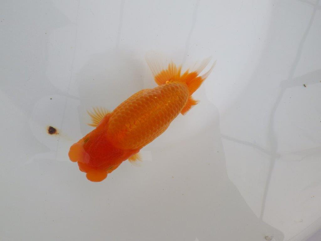 【 鉄板！！】太くたくましいらんちゅう　親まで飼い込みお勧め　東大関系統　約15㎝  メス？