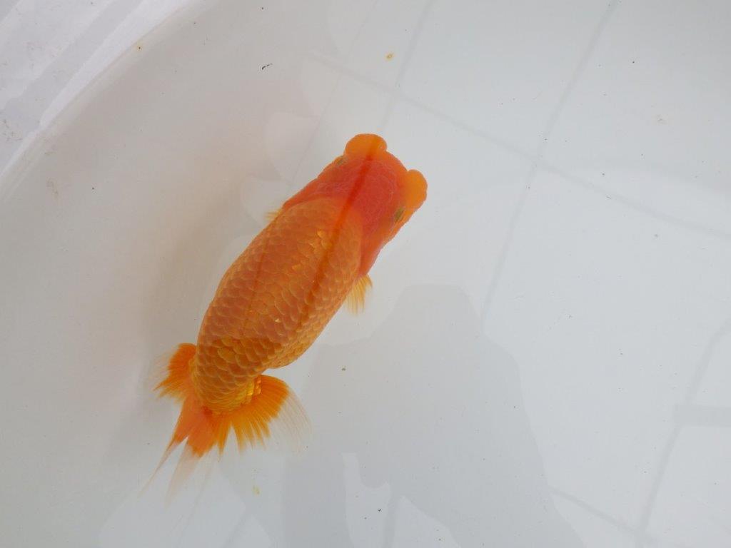 【 鉄板！！】太くたくましいらんちゅう　親まで飼い込みお勧め　東大関系統　約15㎝  メス？
