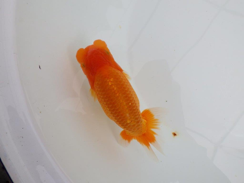 【 鉄板！！】太くたくましいらんちゅう　親まで飼い込みお勧め　東大関系統　約15㎝  メス？の上身
