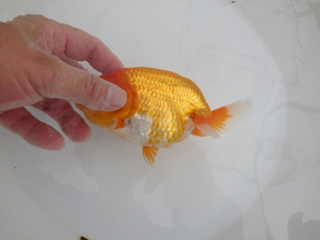 【 鉄板！！】太くたくましいらんちゅう　親まで飼い込みお勧め　東大関系統　約15㎝  メス？