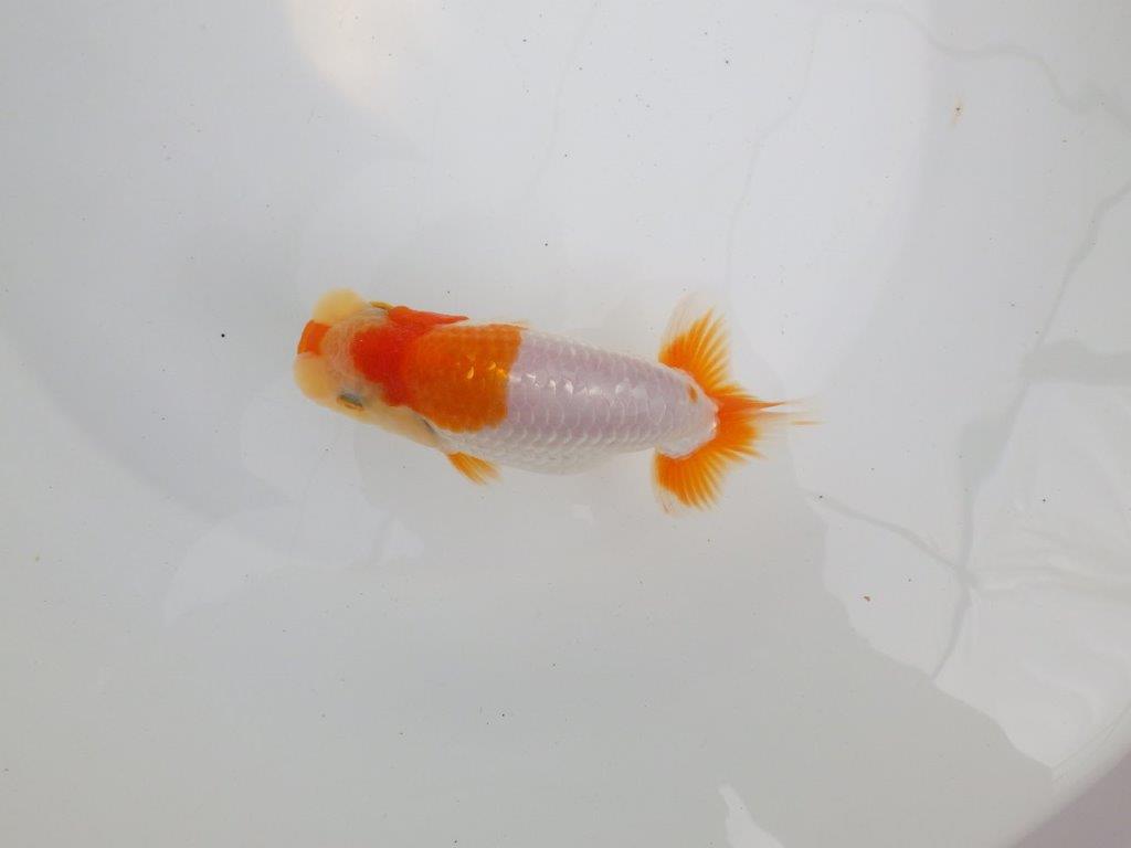 【 鉄板！！】素晴らしい雰囲気で品評大会に向けて飼い込みお勧め　東大関系統　約13㎝  オス？