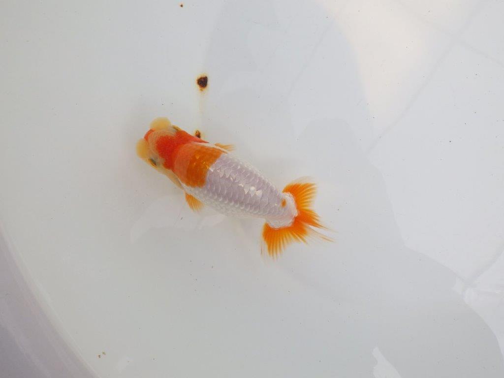 【 鉄板！！】素晴らしい雰囲気で品評大会に向けて飼い込みお勧め　東大関系統　約13㎝  オス？