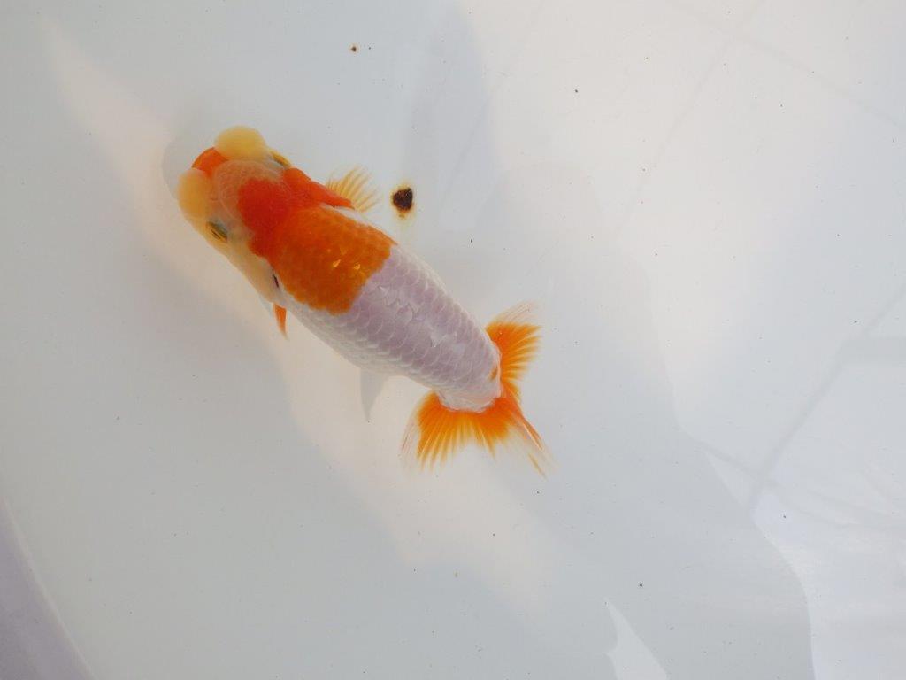 【 鉄板！！】素晴らしい雰囲気で品評大会に向けて飼い込みお勧め　東大関系統　約13㎝  オス？の上身