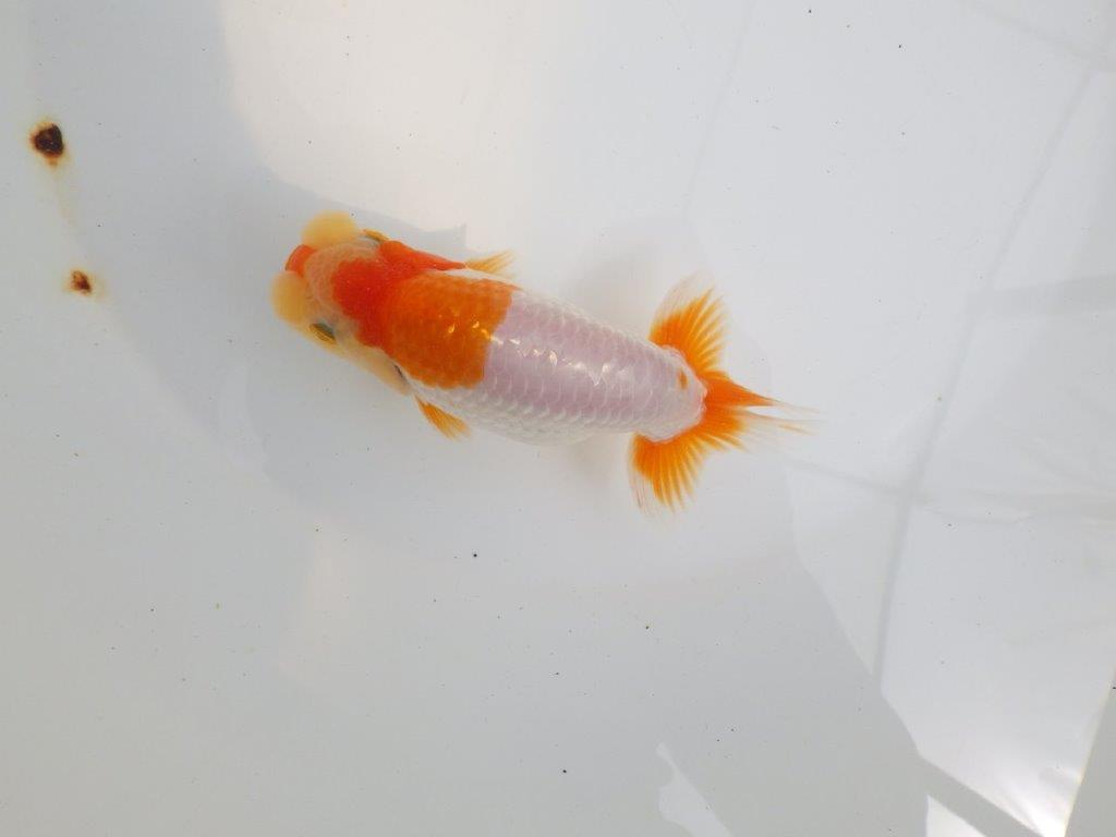 【 鉄板！！】素晴らしい雰囲気で品評大会に向けて飼い込みお勧め　東大関系統　約13㎝  オス？