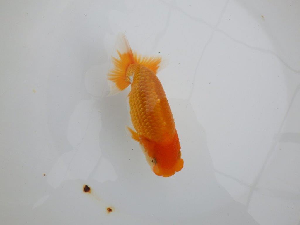 【 鉄板！！】更なる高みを目指して飼い込みお勧め　東大関系統　約15㎝  オス？