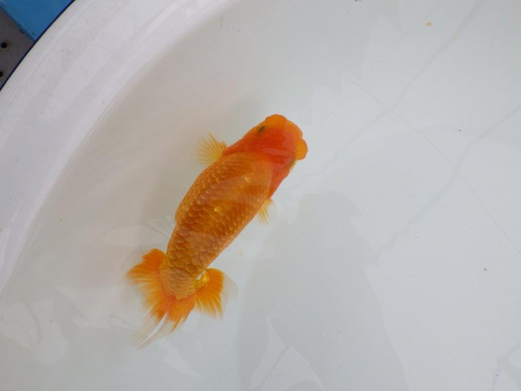 【 鉄板！！】更なる高みを目指して飼い込みお勧め　東大関系統　約15㎝  オス？