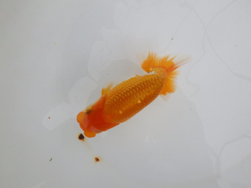 【 鉄板！！】更なる高みを目指して飼い込みお勧め　東大関系統　約15㎝  オス？
