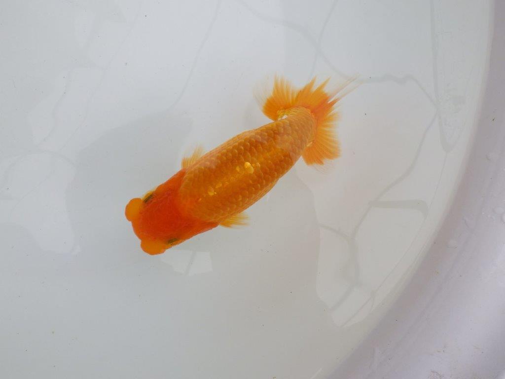 【 鉄板！！】更なる高みを目指して飼い込みお勧め　東大関系統　約15㎝  オス？