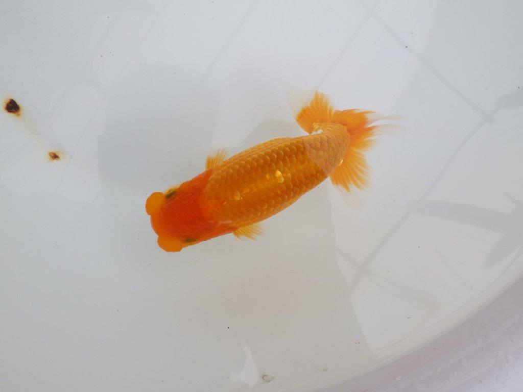 【 鉄板！！】更なる高みを目指して飼い込みお勧め　東大関系統　約15㎝  オス？の上身