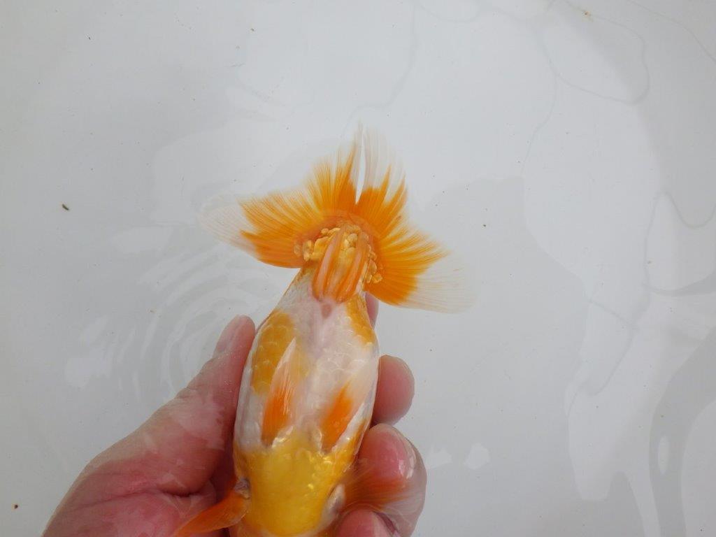 【 鉄板！！】更なる高みを目指して飼い込みお勧め　東大関系統　約15㎝  オス？