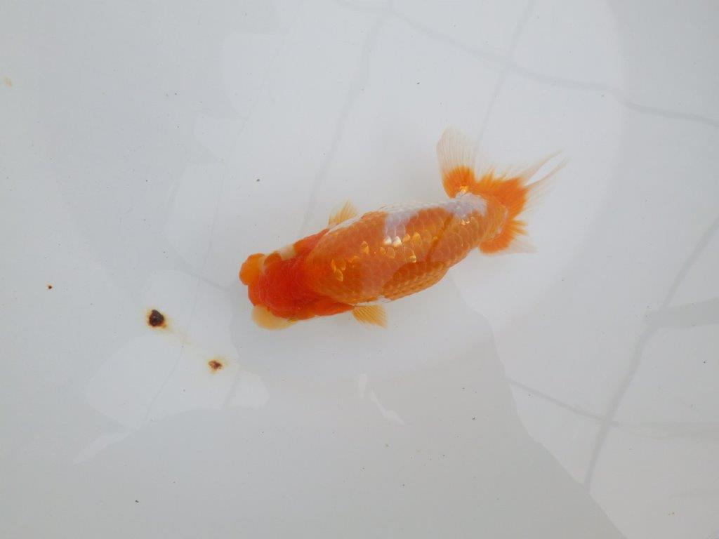 【 鉄板！！】飼い込みお勧め上物更紗らんちゅう　東大関系統　約15,5㎝  メス？