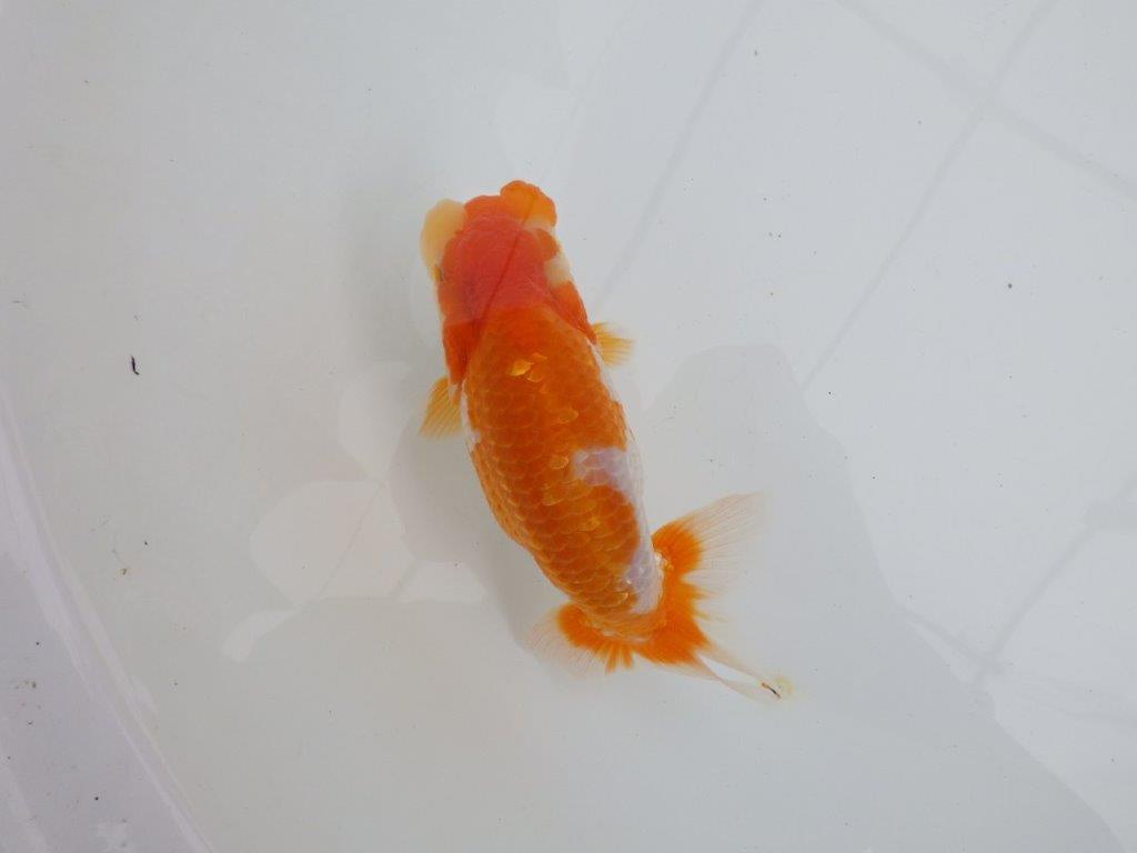 【 鉄板！！】飼い込みお勧め上物更紗らんちゅう　東大関系統　約15,5㎝  メス？