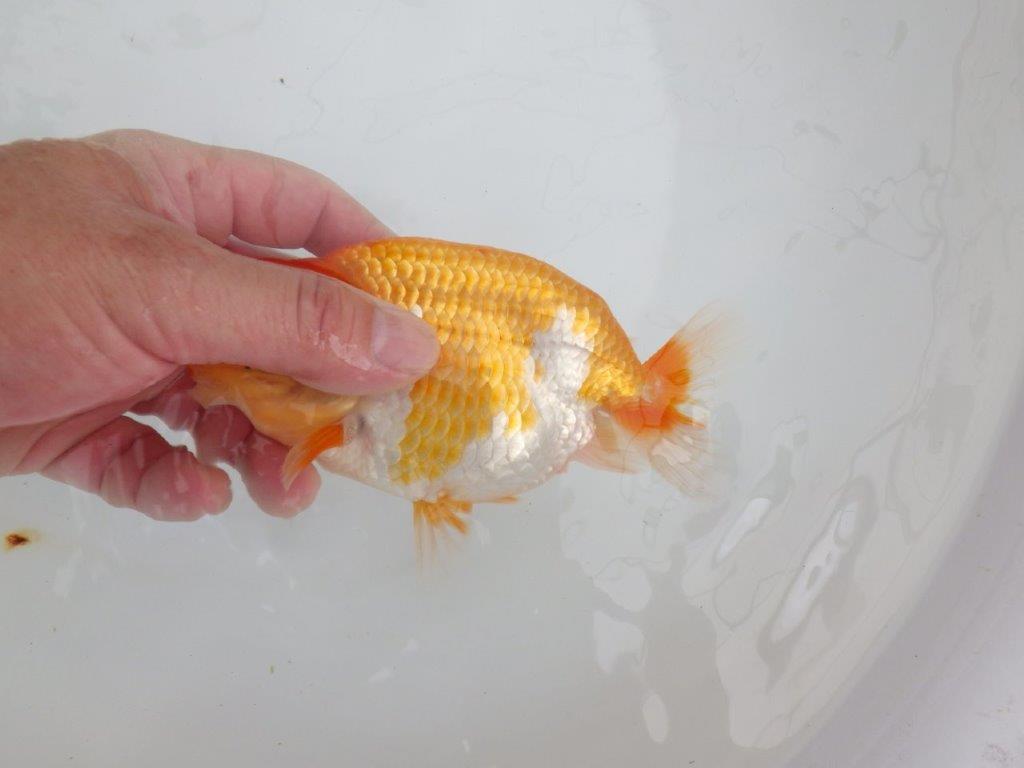 【 鉄板！！】飼い込みお勧め上物更紗らんちゅう　東大関系統　約15,5㎝  メス？