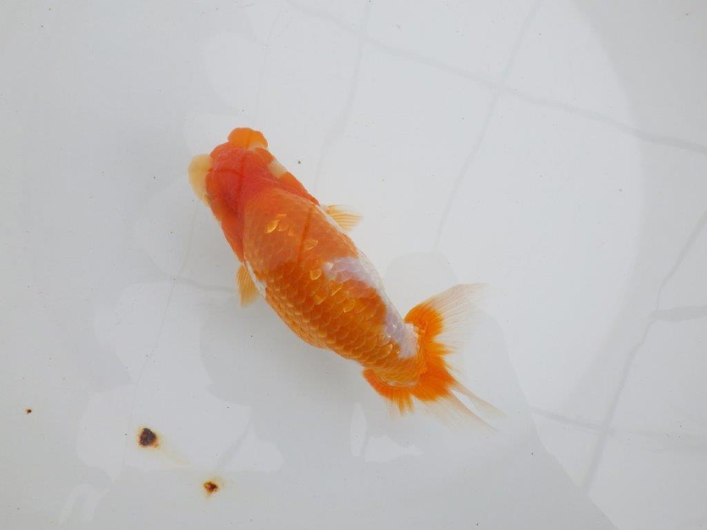 【 鉄板！！】飼い込みお勧め上物更紗らんちゅう　東大関系統　約15,5㎝  メス？