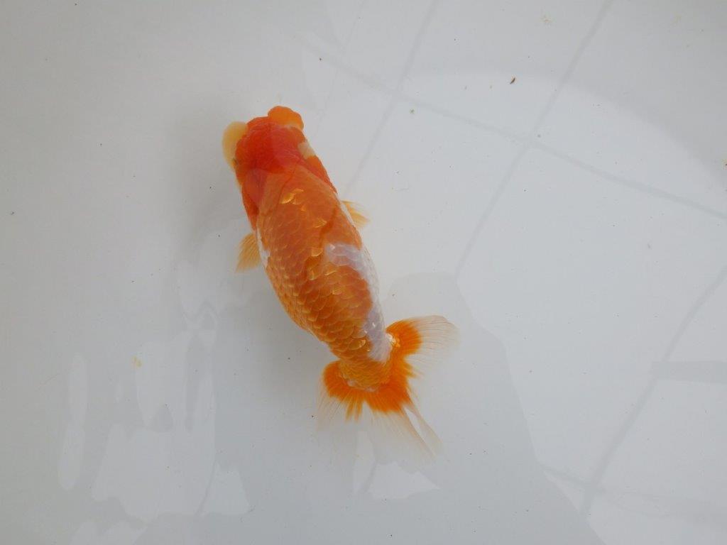 【 鉄板！！】飼い込みお勧め上物更紗らんちゅう　東大関系統　約15,5㎝  メス？の上身