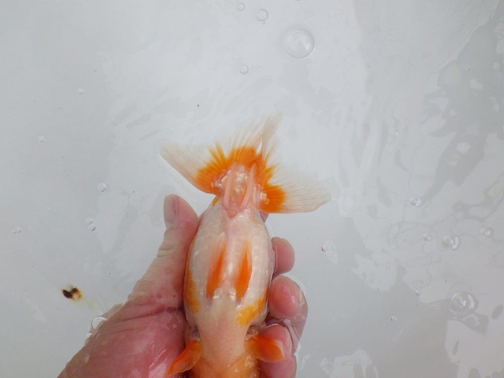 【 鉄板！！】飼い込みお勧め上物更紗らんちゅう　東大関系統　約15,5㎝  メス？