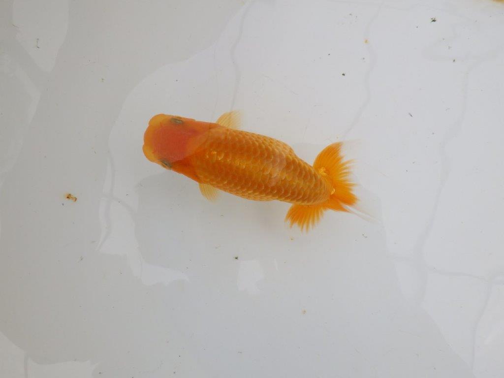 【逸品当歳らんちゅう】前がかりの効いた粋な尾型のらんちゅう　約13ｃｍ前後　オス？
