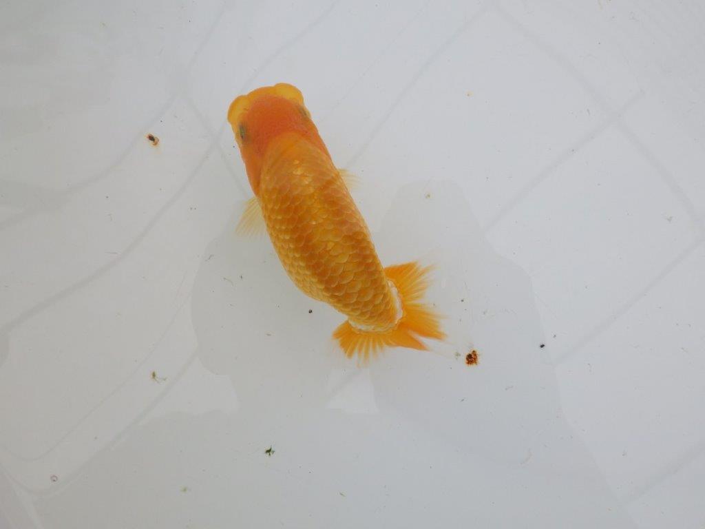 【逸品当歳らんちゅう】背幅があり純粋に太くたくましいらんちゅう　約12ｃｍ前後