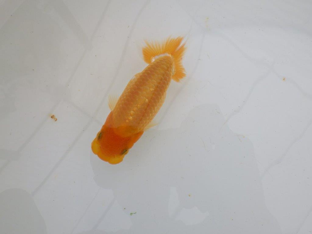 【逸品当歳らんちゅう】背幅があり純粋に太くたくましいらんちゅう　約12ｃｍ前後の上身