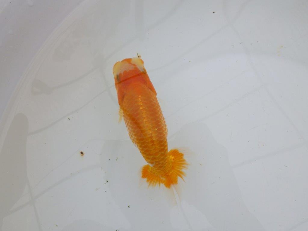 【逸品当歳らんちゅう】背なりも綺麗で水槽映え更紗らんちゅう　約14ｃｍ前後　オス？