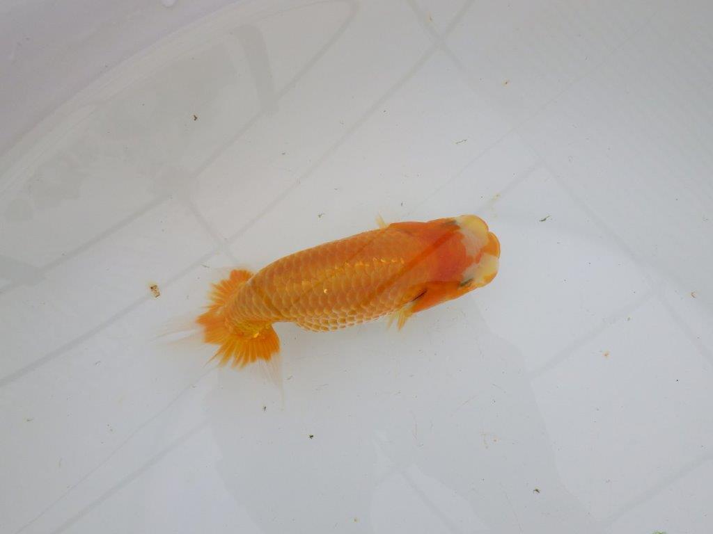 【逸品当歳らんちゅう】背なりも綺麗で水槽映え更紗らんちゅう　約14ｃｍ前後　オス？