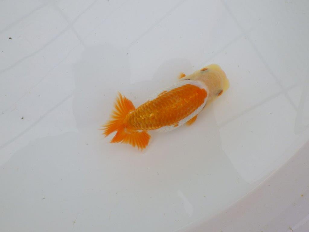 【逸品当歳らんちゅう】美しく映える上物更紗らんちゅう　約13ｃｍ前後　オス？