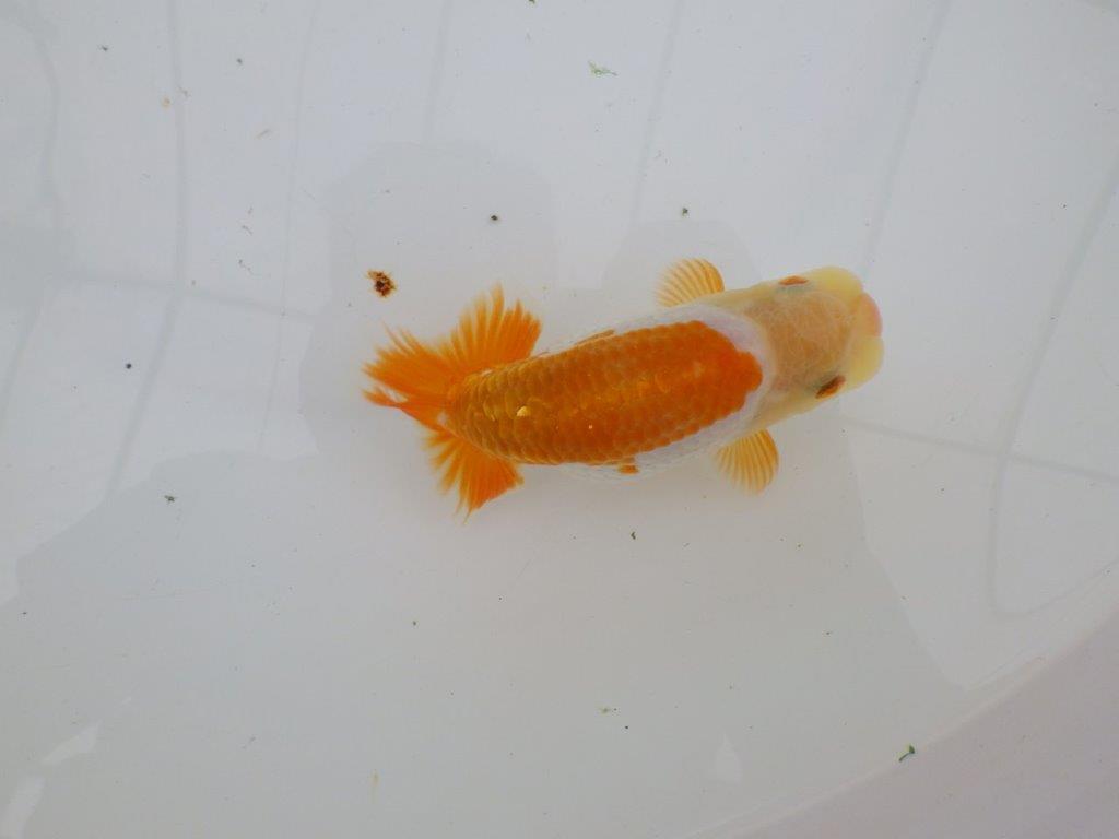 【逸品当歳らんちゅう】美しく映える上物更紗らんちゅう　約13ｃｍ前後　オス？