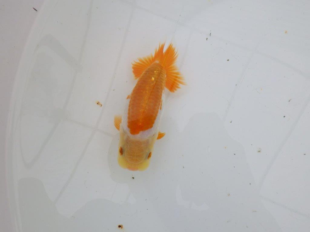 【逸品当歳らんちゅう】美しく映える上物更紗らんちゅう　約13ｃｍ前後　オス？
