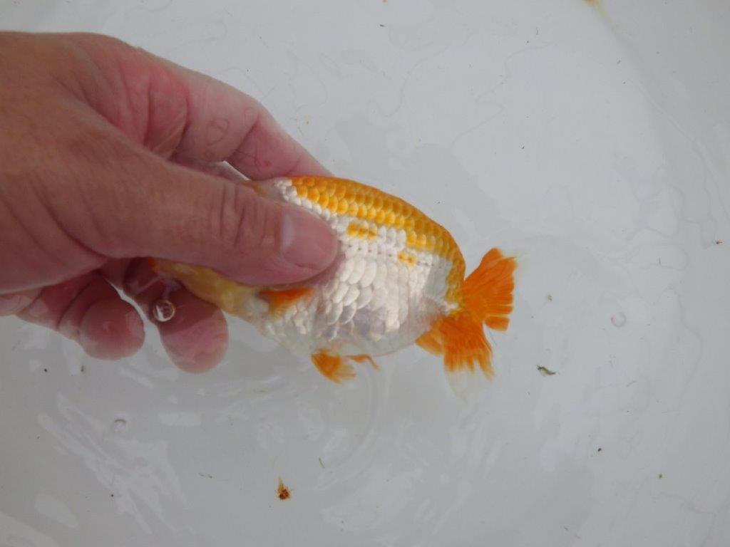【逸品当歳らんちゅう】美しく映える上物更紗らんちゅう　約13ｃｍ前後　オス？