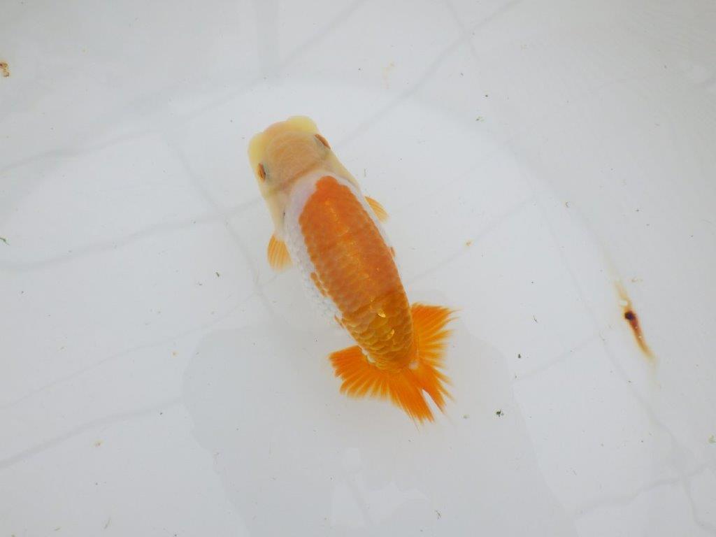 【逸品当歳らんちゅう】美しく映える上物更紗らんちゅう　約13ｃｍ前後　オス？の上身