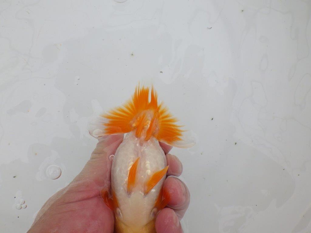 【逸品当歳らんちゅう】美しく映える上物更紗らんちゅう　約13ｃｍ前後　オス？