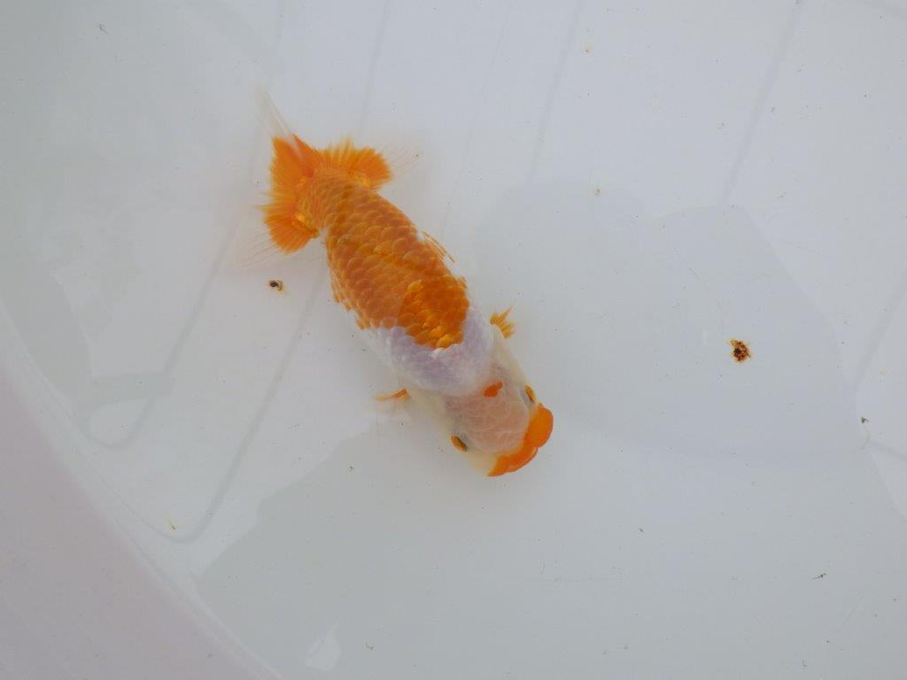【逸品当歳らんちゅう】一文字柄が美しく映える上物更紗らんちゅう　約13ｃｍ前後　オス？