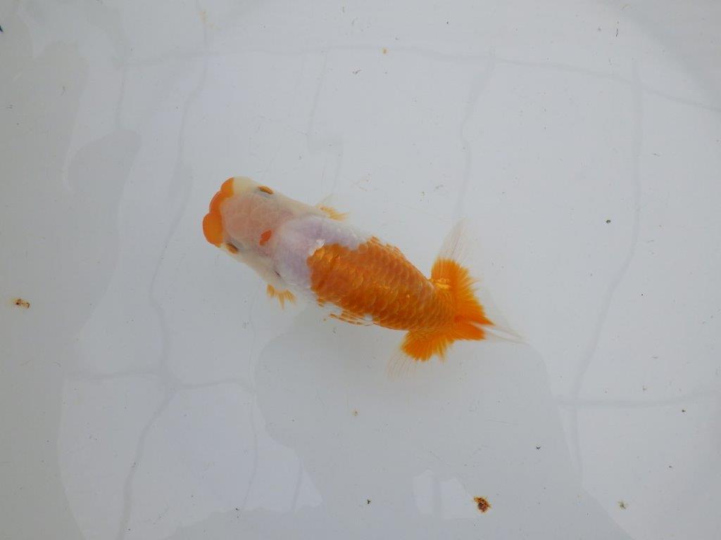 【逸品当歳らんちゅう】一文字柄が美しく映える上物更紗らんちゅう　約13ｃｍ前後　オス？