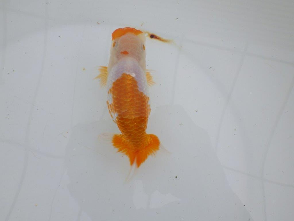【逸品当歳らんちゅう】一文字柄が美しく映える上物更紗らんちゅう　約13ｃｍ前後　オス？