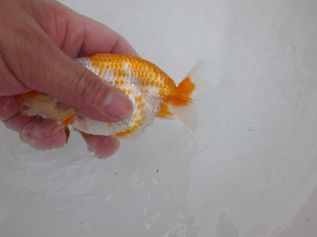 【逸品当歳らんちゅう】一文字柄が美しく映える上物更紗らんちゅう　約13ｃｍ前後　オス？