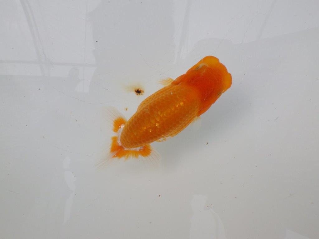 【逸品当歳らんちゅう】丸みのある背のラインが水槽映えらんちゅう　約12ｃｍ前後　オス？の上身